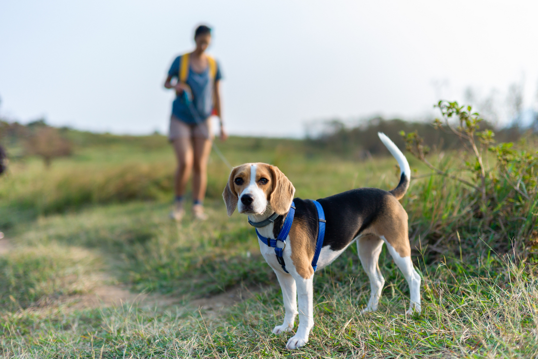 A beagle waiting for their owner during a hike