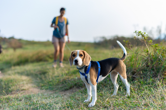 A beagle waiting for their owner during a hike