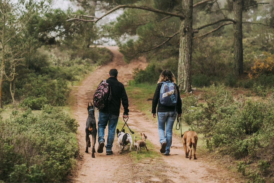 Couple hiking with multiple dogs