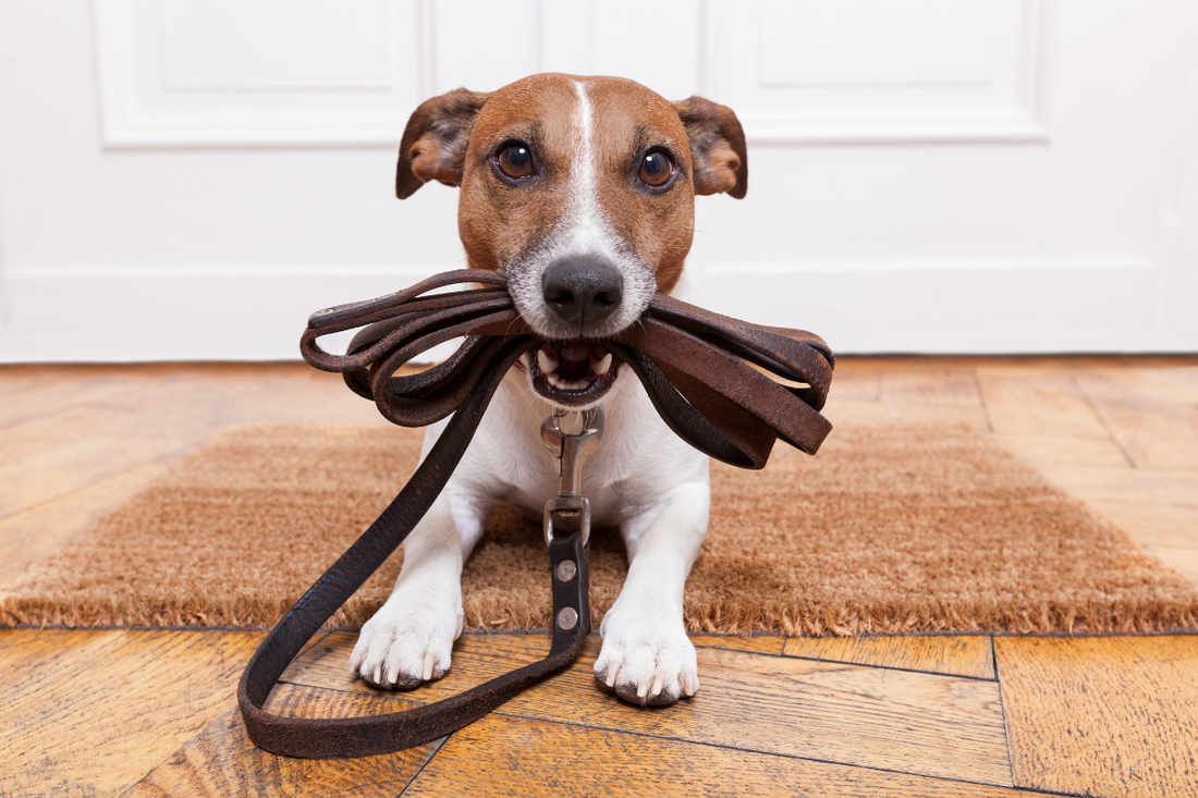 Training Your Dog for Off-Leash Adventures: Tips and Safety Considerations