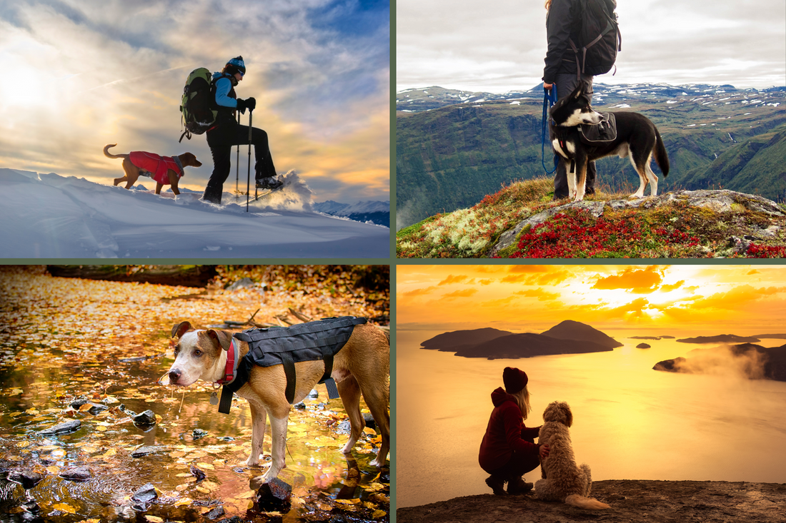 A collage of four seasonal hiking scenes featuring dogs: a winter trek through the snow, a spring hike on a mountain trail, a fall hike with a dog in a forest with golden leaves, and a summer sunset overlooking a scenic landscape.
