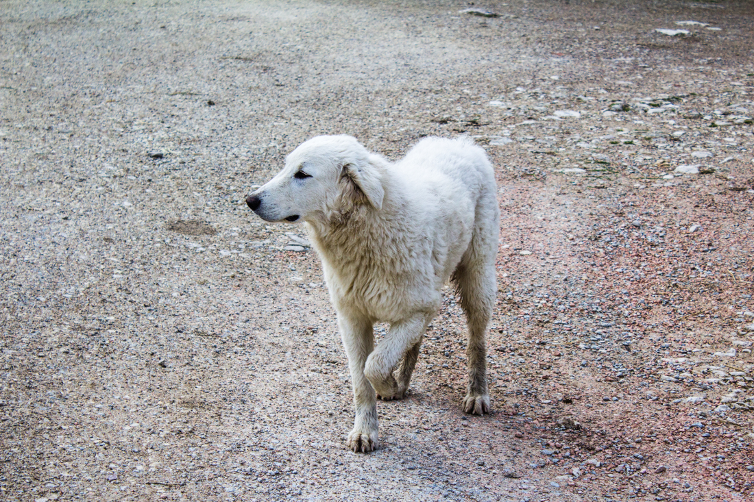 Trailside First Aid: Handling Common Injuries and Emergencies for Hiking Dogs