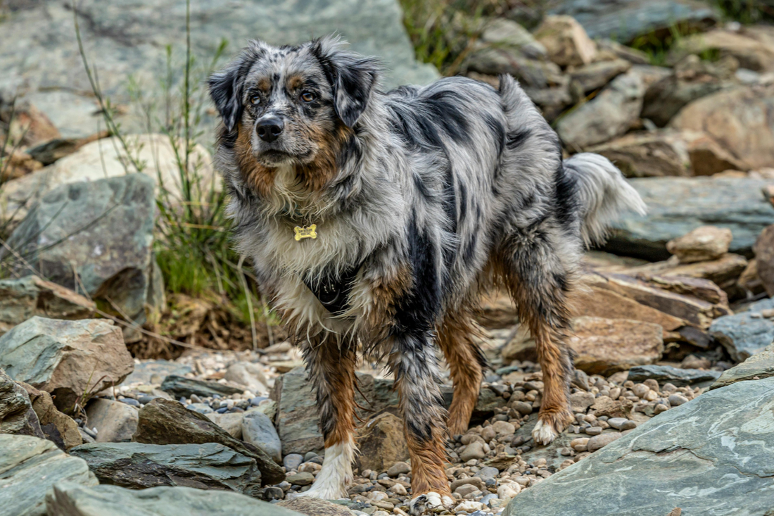 Adventure Dogs 101: Choosing the Best Breed for Hiking Lifestyles