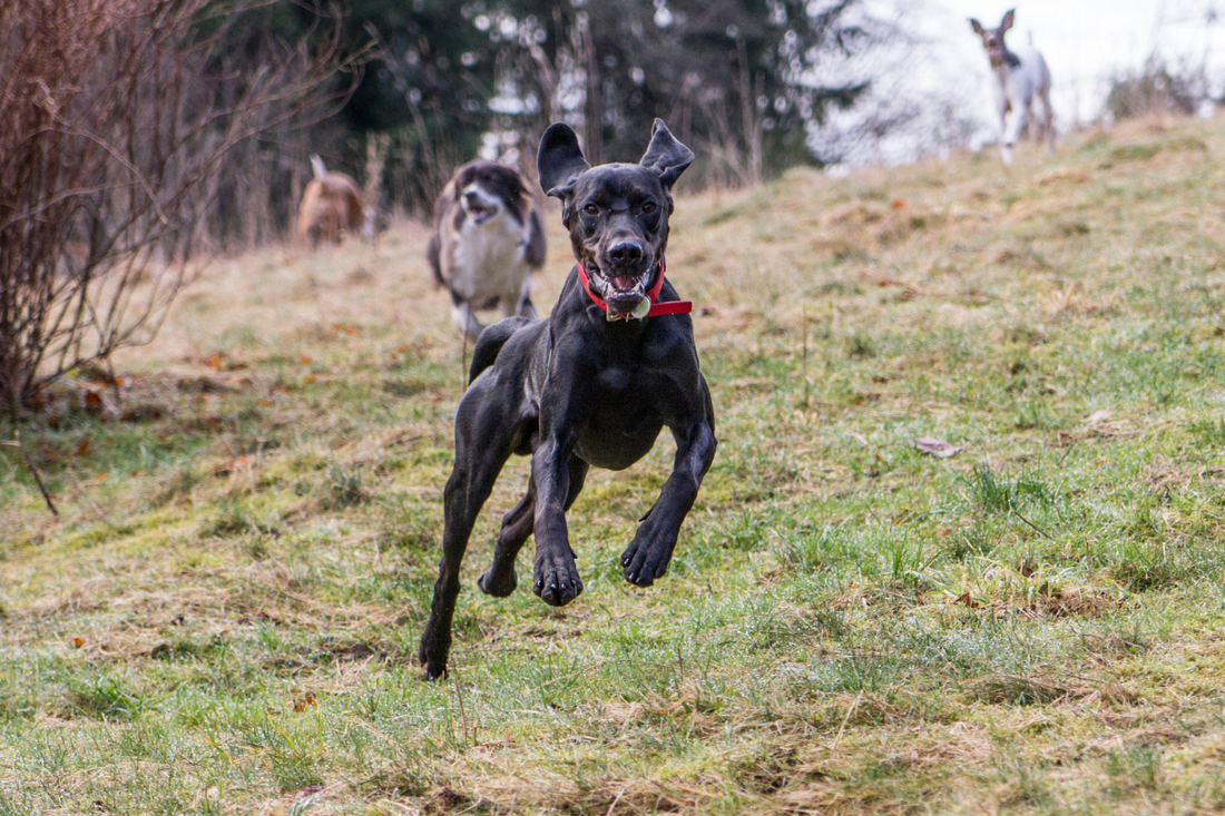 Off-Leash Dog Hiking: What You Need to Know Before You Unclip