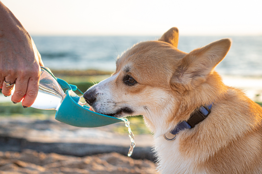 Hydration Hacks: Keeping Your Dog Cool on the Trail