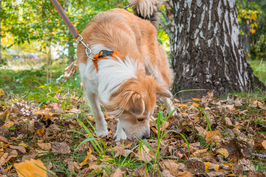 Your Dog's Hiking Experience: A Journey Through All Five Senses
