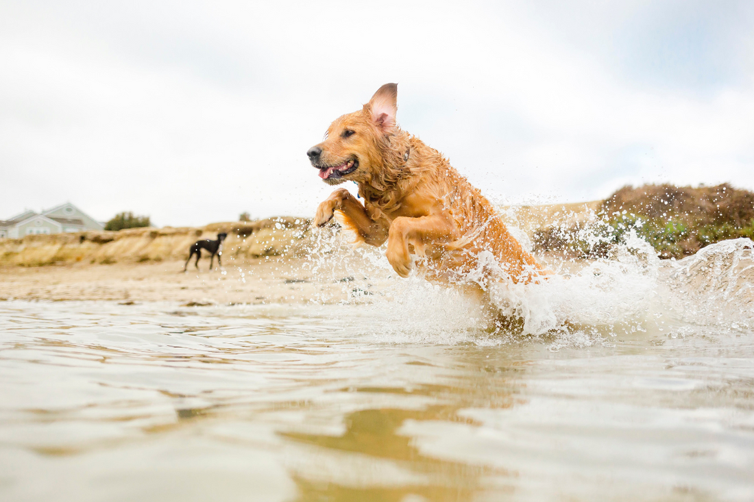 Beach & Lake Hikes: Water Safety 101 for Dogs