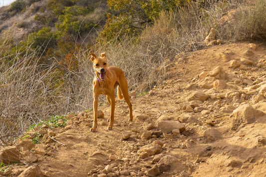 Late Summer Trail Conditions: What to Expect on Popular Hiking Routes Right Now