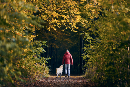 5 Signs Your Dog Is Done With the Trail: Reading Canine Body Language in Cooler Weather