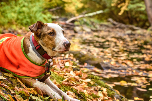 Dog is resting after a hike