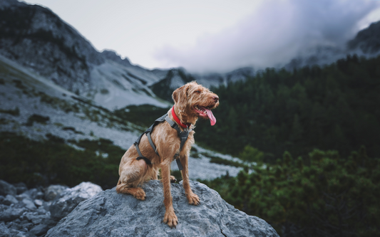 Hiking for Senior Dogs: Keeping Older Companions Active