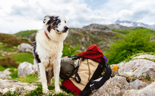 Dog with a hiking backpack