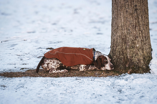 Winter Trail First Aid: What Every Dog Owner Should Know