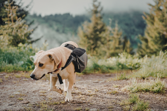 Dog exploring nature with backpack