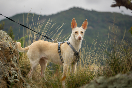 Choosing the Right Harness for Your Dog's Hiking Style