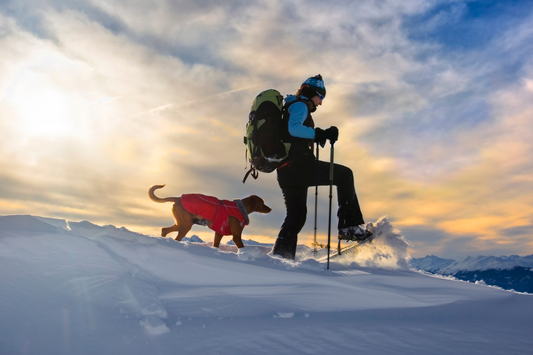 How to Tell If Your Dog Actually Likes Winter Hikes