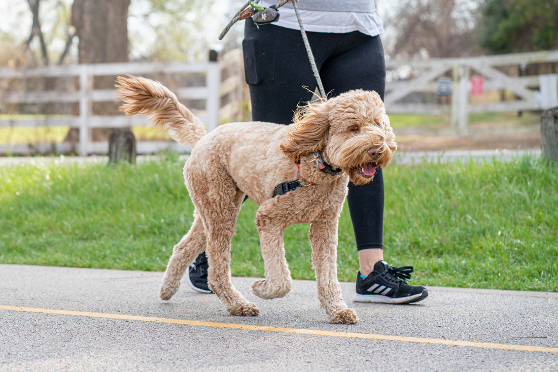 A Person Walking their Dog on a road