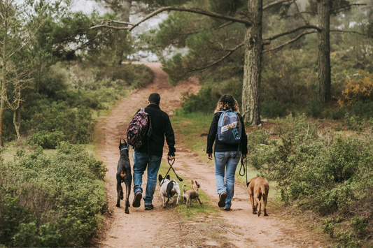 Couple hiking with multiple dogs