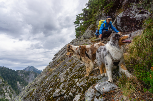 Woman hiking with two dogs