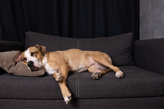 Dog Sleeping on the Couch