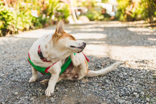 Itchy dog trying to scratch their ear