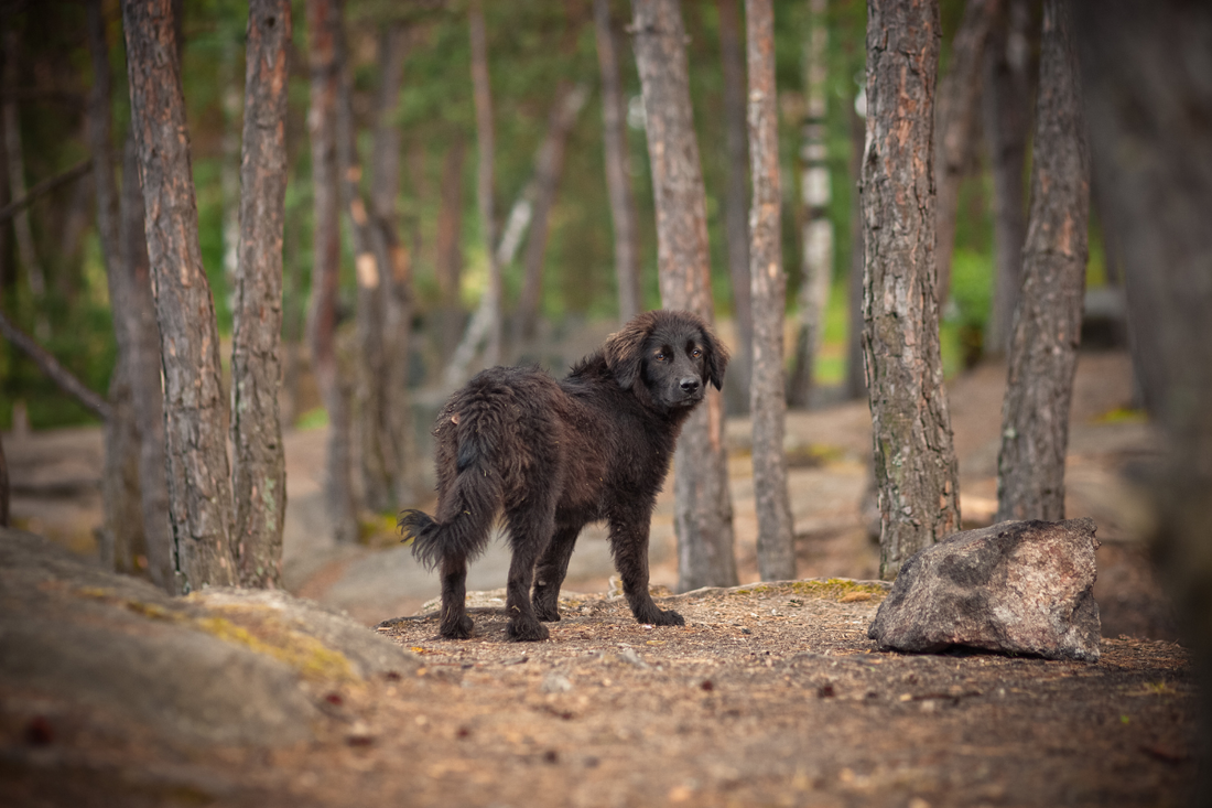 Lost dog in the woods