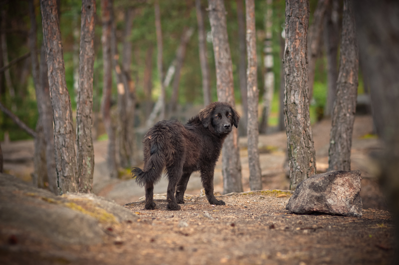 Lost Dog Prevention: Tips for Keeping Your Dog Safe on Hikes