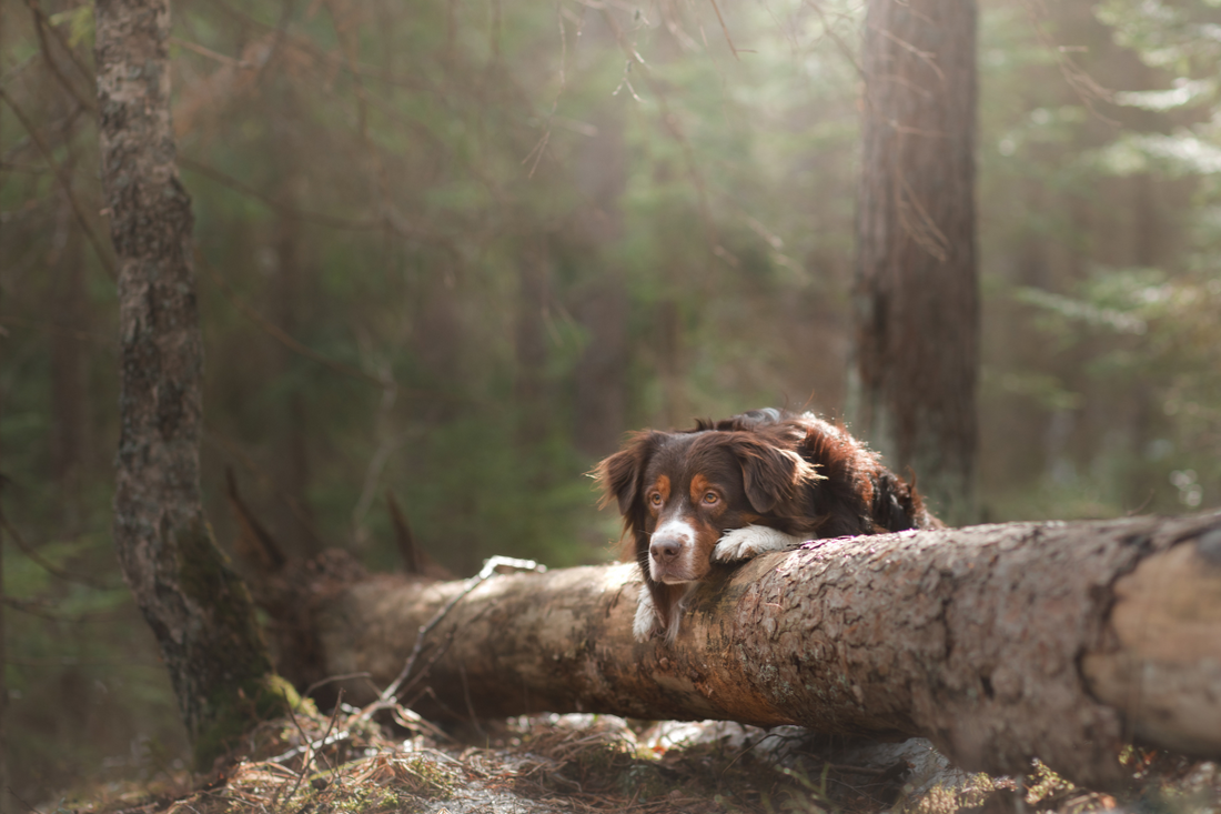 Australian Shepherd Dog in the Woods