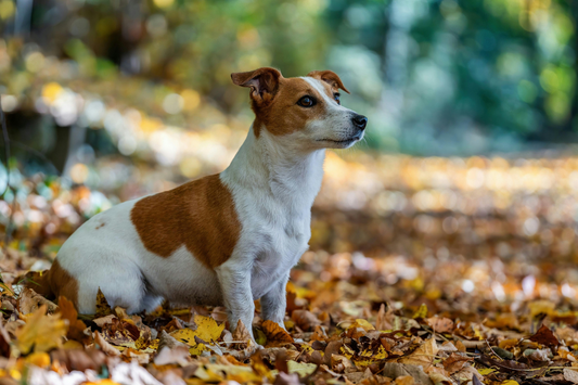 Jack Russell Terrier in Autumn Leaves Outdoors