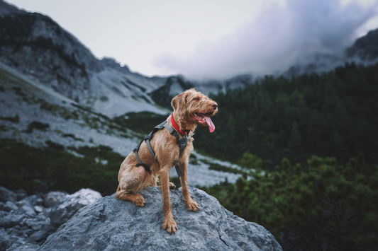 Old hiking dog sitting in the mountains