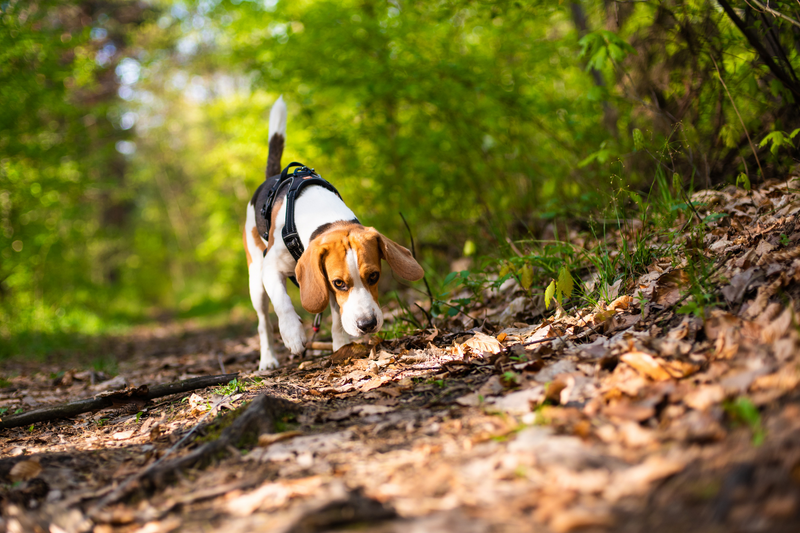 Trail Games: Fun Activities to Engage Your Dog During Hikes