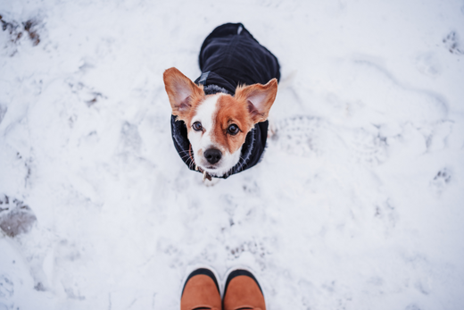 Dog sitting in the snow