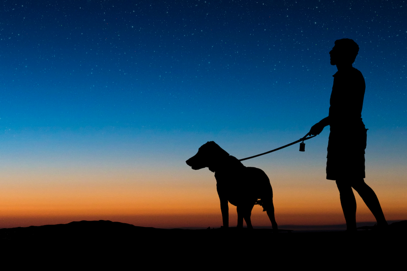 Hiking After Sunset: Gear and Safety Tips for Night Walks with Your Dog