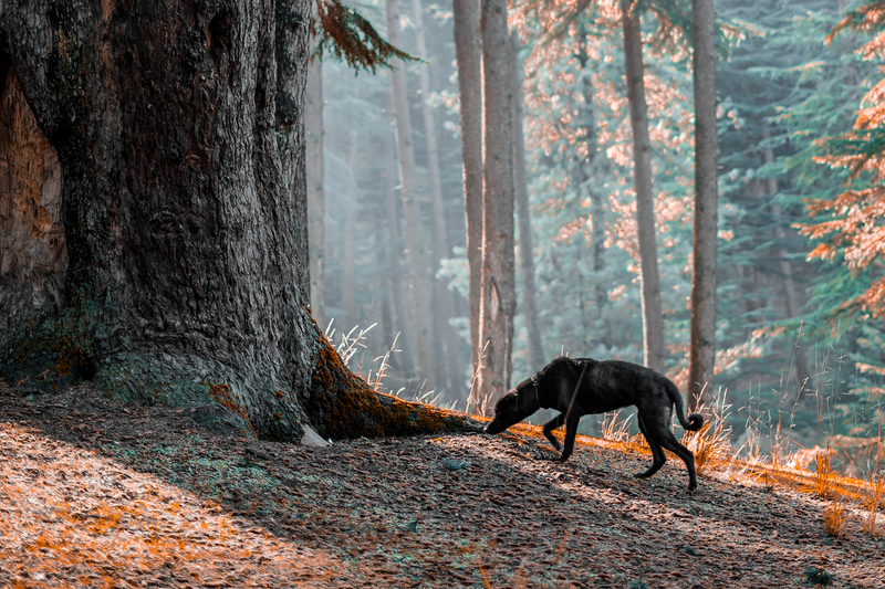 What’s in a Sniff? Decoding Your Dog’s Trail-Side Curiosities