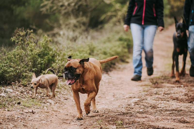 Daily Step Counts for Dogs: What Pet Parents Should Really Know