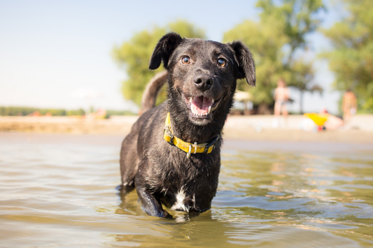 Dog standing and having fun in the water.