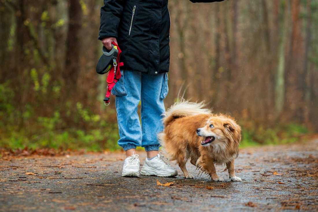 Summer Storm Safety: Hiking with Dogs When Weather Turns Dangerous