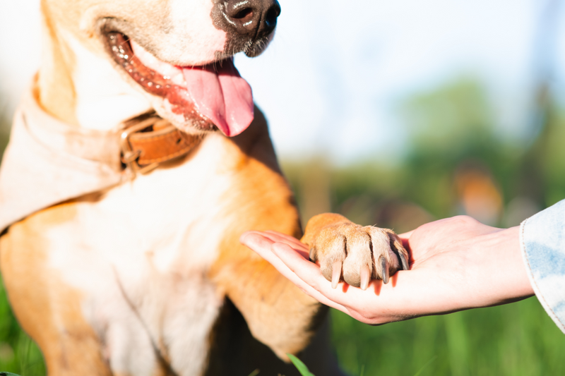 Summer Trail Surfaces: Protecting Your Dog's Paws from Hot Pavement, Sand, and Rocky Terrain