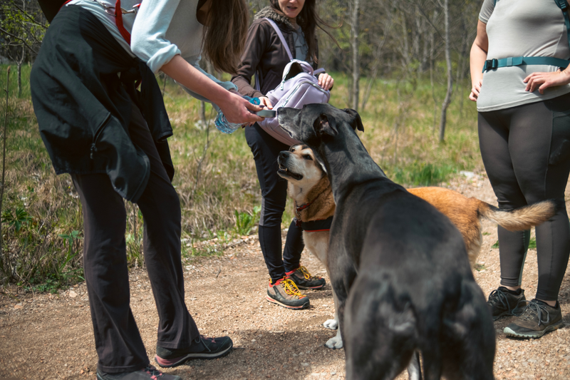 Post-Hike Recovery: The First 2 Hours That Make or Break Your Dog's Experience
