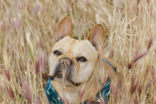French bulldog in a foxtail field in Northern California
