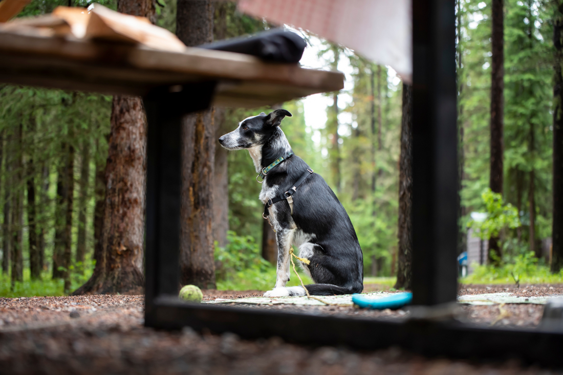 Trail Time Away: Planning the Perfect Dog-Friendly Hiking Vacation