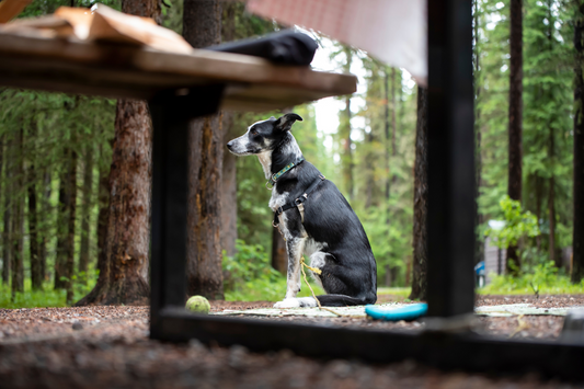 Trail Time Away: Planning the Perfect Dog-Friendly Hiking Vacation