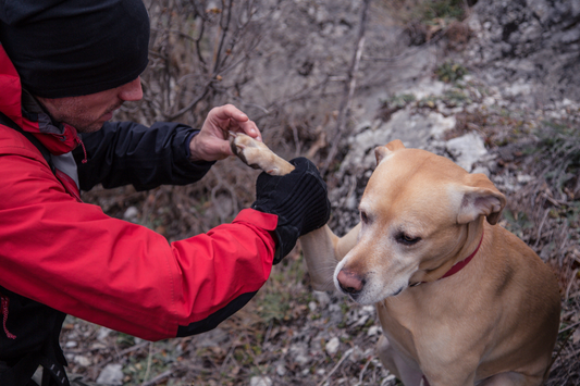 Hiker and dog with injured paw