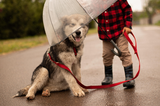 Child and Dog Under an Umbrella