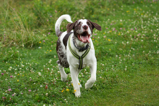 Blind dog walking on grass