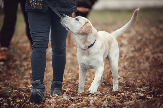 How to Use Behavioral Enrichment on the Trail to Engage Your Dog's Mind