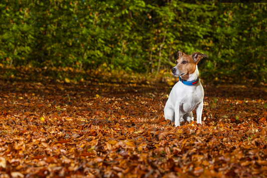 Autumn Trail Hazards for Dogs: What to Watch for This Fall