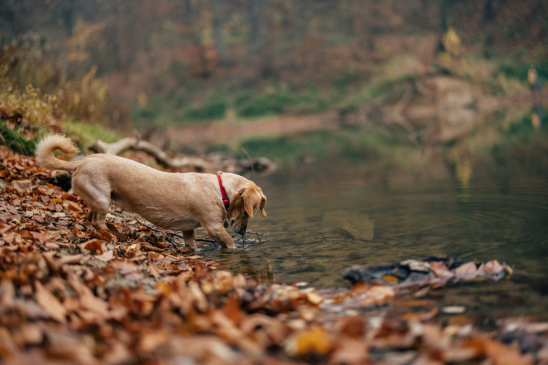 Cold Trail Hydration: Getting Your Dog to Drink in Chilly Weather