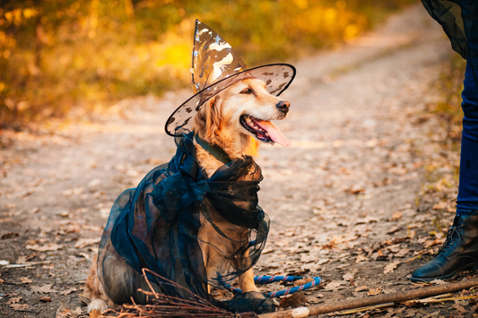 Dog dressed as a witch for Halloween