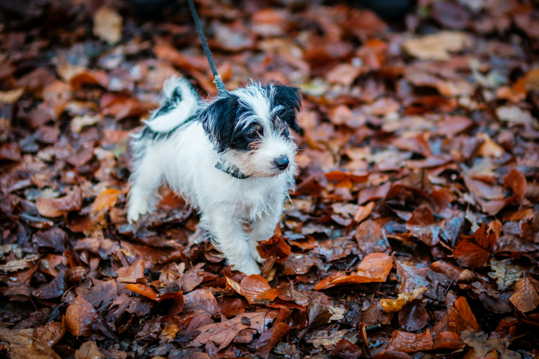 Puppy exploring autumn leaves